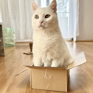 macskajatekok doboz lynx