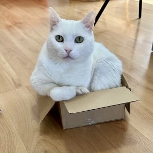 macskajatekok lynx doboz
