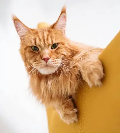 maine coon macska