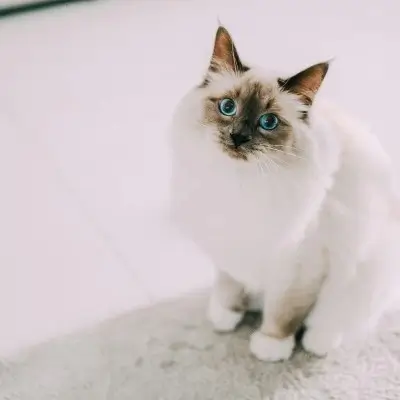 ragdoll macska