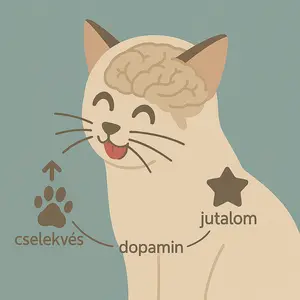hogyan tanulnak a macskak