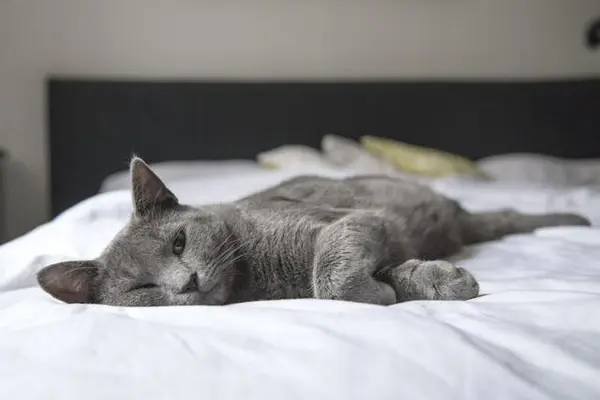 Szürke macskák a belső béke és meditáció