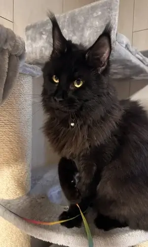 Dennis-kepek-2