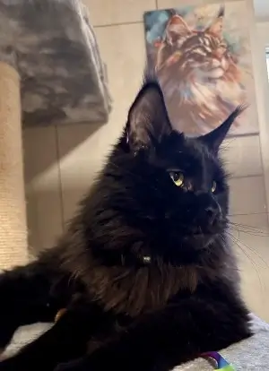Dennis-kepek