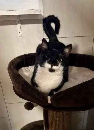 Minnie-cica-kepek