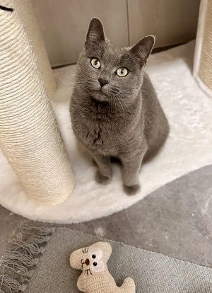 Angel-kepek-2