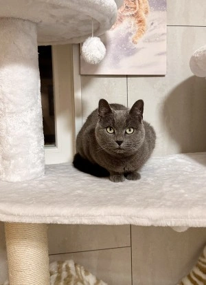 Angel-kepek-3