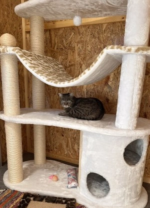 Kitty-kepek-1