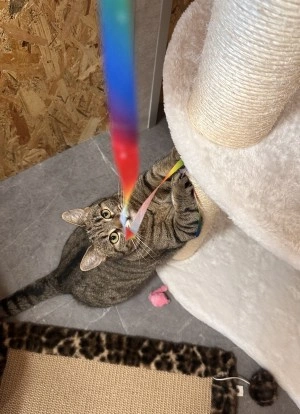 Kitty-kepek-2