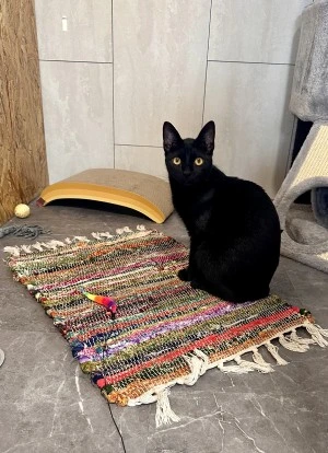 Zeno-kepek