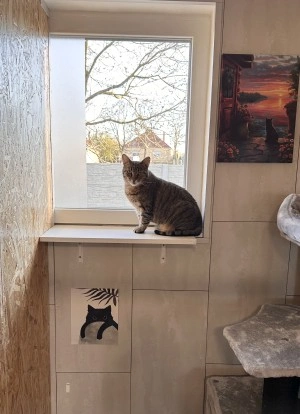 cicapanzio-kepek-kitty-ablakban