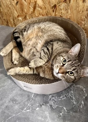cicapanzio-kepek-kitty-kosarban