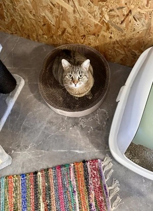 cicapanzio-kepek-kitty