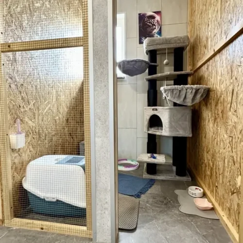 premium-cicapanzio-gyor-csillagmancs-szoba-kep