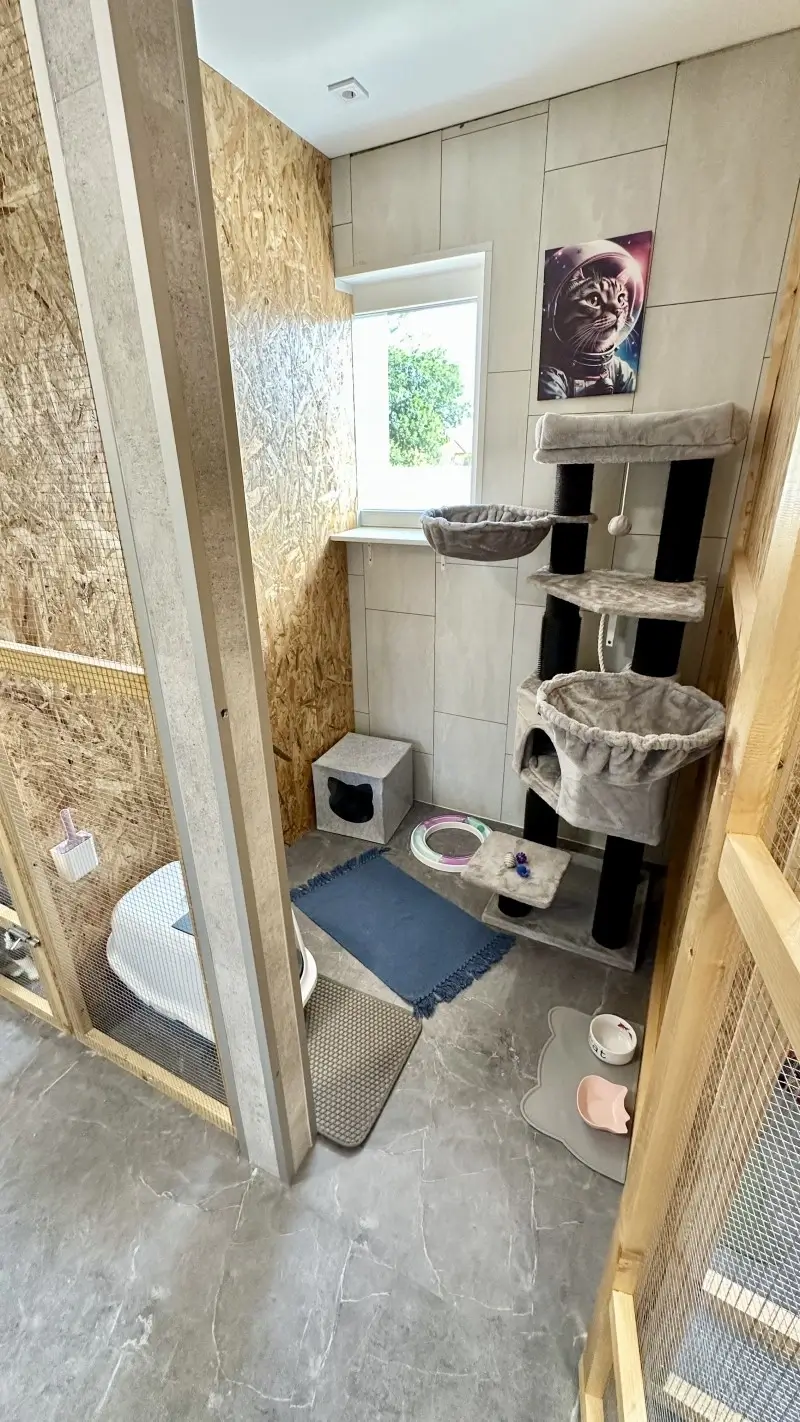 premium-cicapanzio-gyor-csillagmancs-szoba